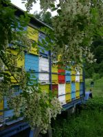 11 kamion sa pčelama